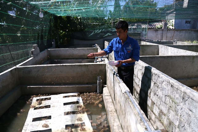 Thức ăn của ếch chủ yếu là cám cò công nghiệp.